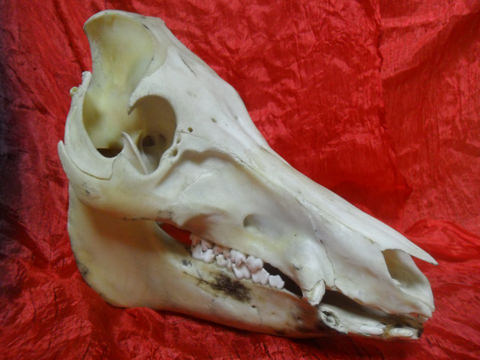 Свиной череп Участник ТВ проектов.